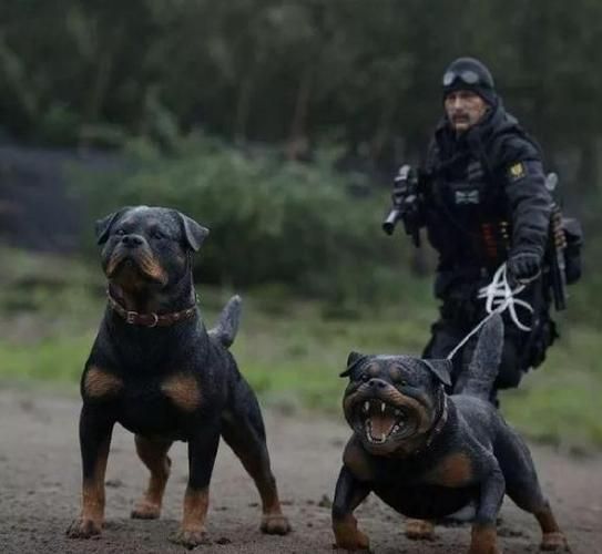 罗威纳犬打架怎么样(罗威纳犬打得过土狗吗)