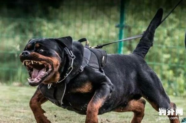 罗威纳犬打架怎么样(罗威纳犬打得过土狗吗)