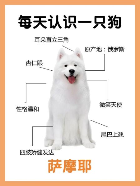 萨摩耶犬智商排名第几(萨摩耶一生认几个主人)