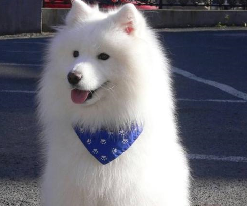 萨摩耶犬智商排名第几(萨摩耶一生认几个主人)