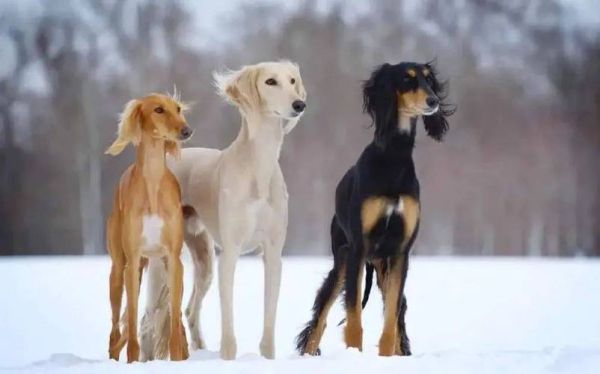 萨路基犬禁养吗(萨路基猎犬价格)