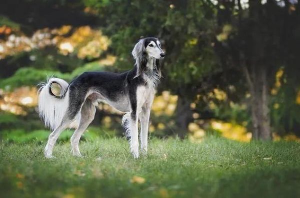 萨路基犬禁养吗(萨路基猎犬价格)
