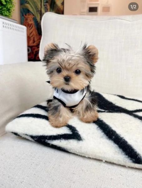 一只茶杯犬多少钱一个,约克夏茶杯犬多少钱一只