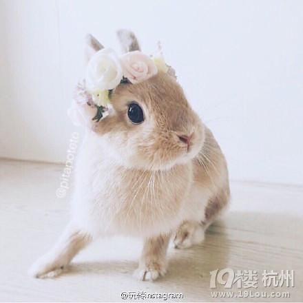 世界上最萌的兔子长什么样,世界上最萌的兔子公主