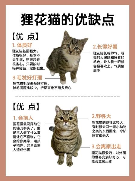 中华田园猫的优点,狸花猫的优点