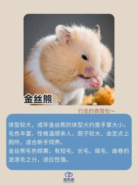 仓鼠奶茶和银狐哪个好,仓鼠奶茶是什么品种