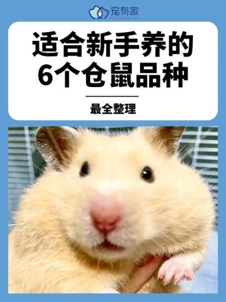 仓鼠奶茶和银狐哪个好,仓鼠奶茶是什么品种