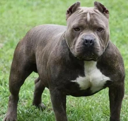 十大猛犬排名一到十,牛头梗是烈性犬吗为什么