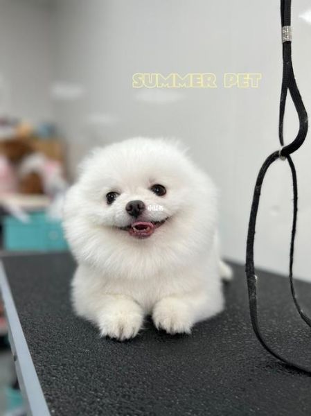 博美能不能吃榴莲,博美可以吃榴莲吗有毒吗