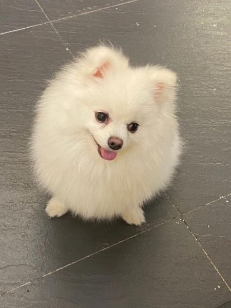 博美能不能吃榴莲,博美可以吃榴莲吗有毒吗