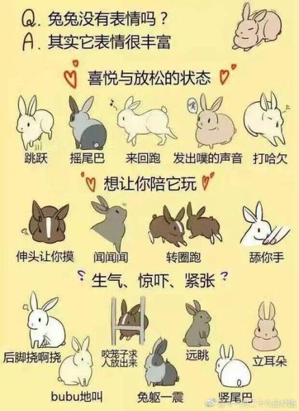 发兔子表情是什么意思,发兔子的朋友圈的配句