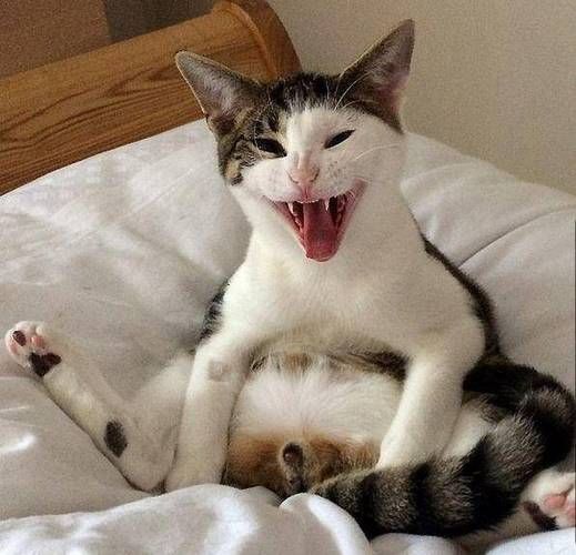 发情的猫