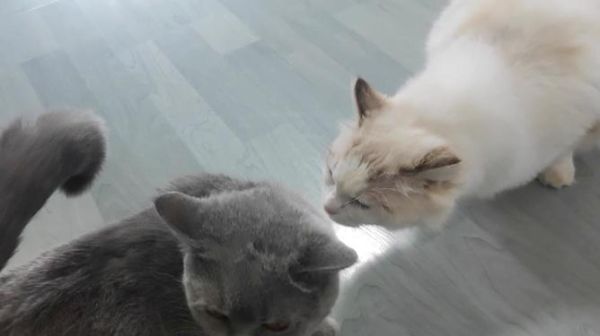 发情的猫