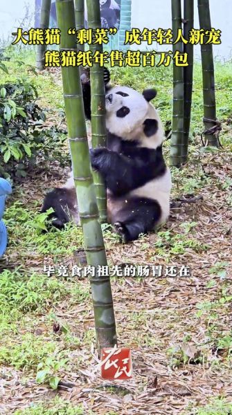 大熊猫吃啥肉,大熊猫吃啥样的竹子