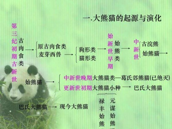 大熊猫食物的资料,大熊猫食物的演变过程