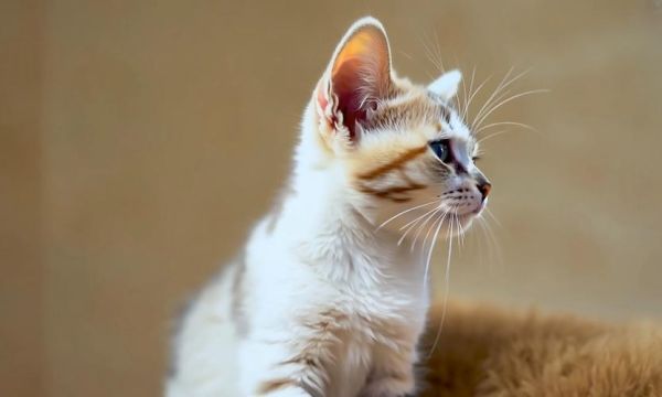 宠物小猫咪图片可爱,宠物小猫咪视频