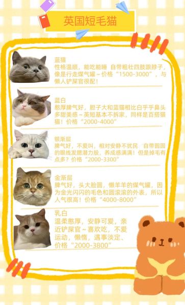 宠物猫的种类和价格,宠物猫的种类图片及名称