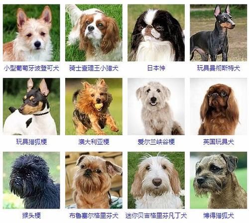 小型犬种智商排名,小型犬种类