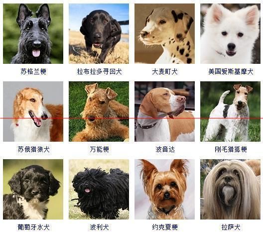 小型犬种智商排名,小型犬种类
