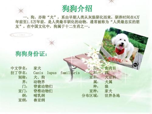 小狗资料简介,小狗资料卡小学生