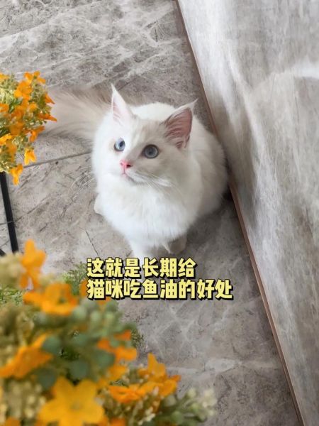 小猫不吃鱼油该怎么防止掉毛,为什么小猫不吃鱼