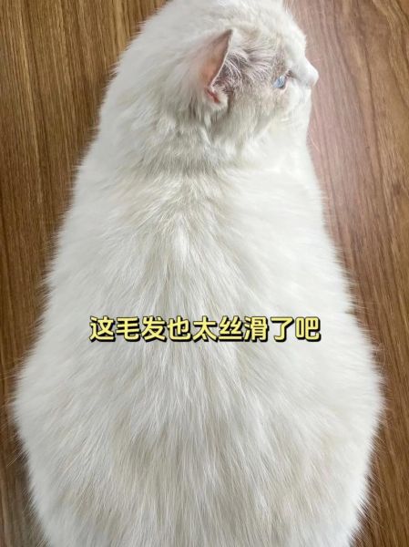 小猫不吃鱼油该怎么防止掉毛,为什么小猫不吃鱼