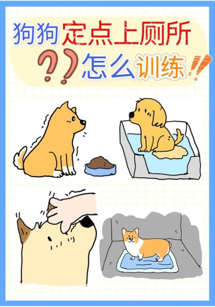 怎样训狗在指定位置大小便,怎样训狗狗定点拉尿