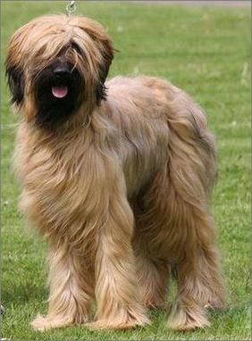 意大利狐狸犬价钱,意大利狐狸犬有没有猎性品种