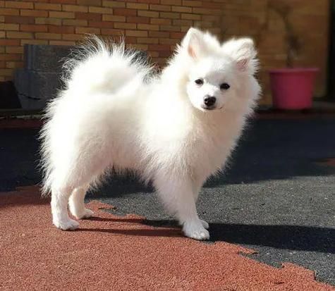 意大利狐狸犬价钱,意大利狐狸犬有没有猎性品种