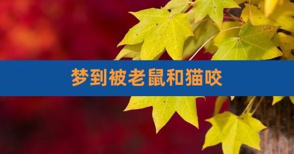 梦见狗咬猫,梦见老鼠咬猫