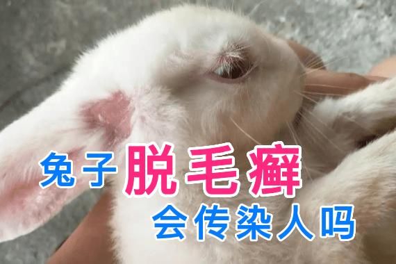 母兔会来月经吗正常几天,怎么看公兔子发期情表现