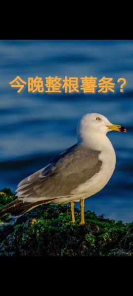 海鸥吃啥零食,海鸥吃啥东西