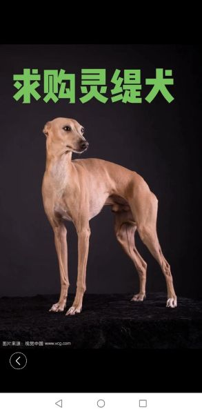 灵缇为什么禁养 健康,中国十大禁犬