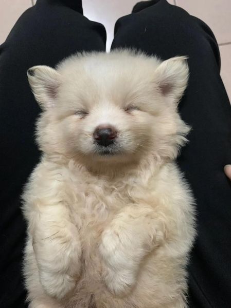 犬瘟热试纸的使用方法,犬瘟试纸怎么测