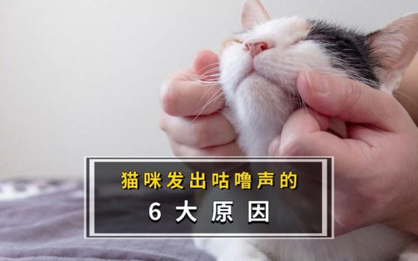 猫咪呼噜噜的声音代表什么,猫咪呼噜声很大是怎么回事