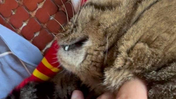 猫咪呼噜噜的声音代表什么,猫咪呼噜声很大是怎么回事