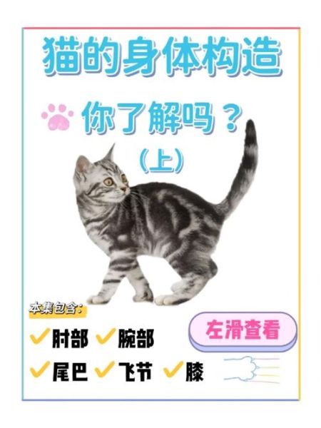 猫的听力怎么样,猫的听力距离是多远