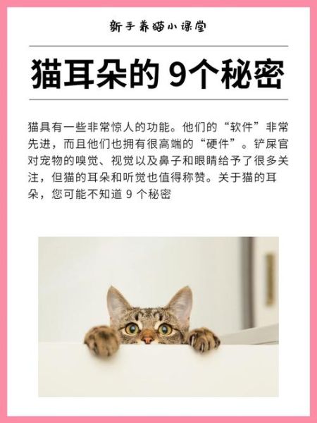猫的听力怎么样,猫的听力距离是多远