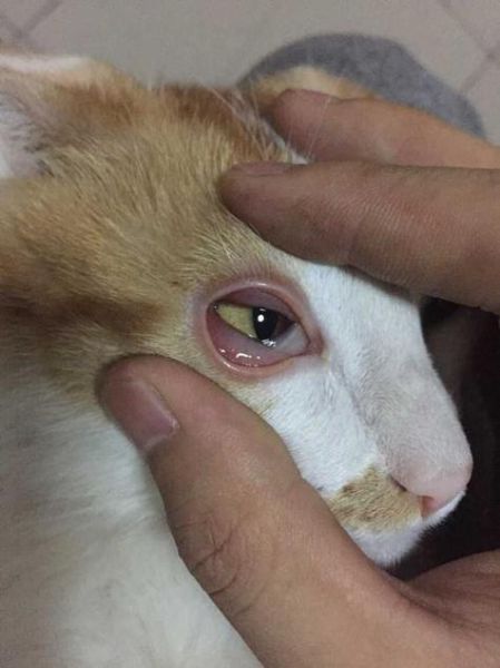 猫眼病症状,猫眼病是什么病