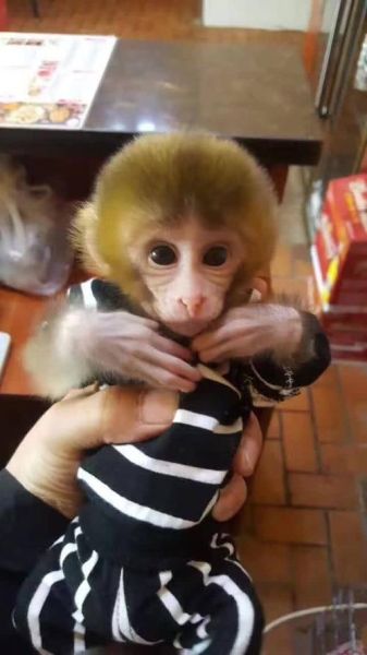 猴子宠物多少钱一只,猴子宠物哪里买
