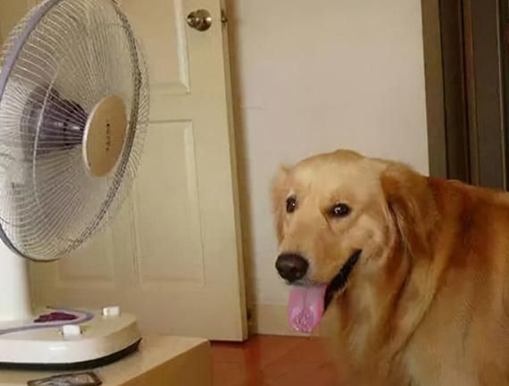空调23度狗狗会冷吗,狗会冷吗中华田园犬