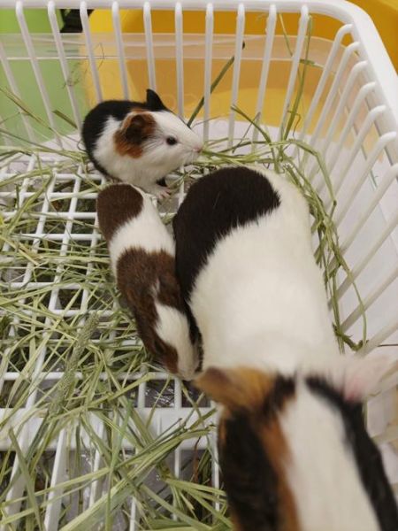 网上买的荷兰猪能活多久,猪能活多久寿命多长