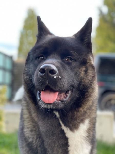 美系秋田犬图片,美系秋田犬多少钱一只