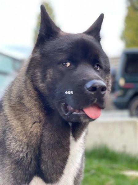 美系秋田犬图片,美系秋田犬多少钱一只