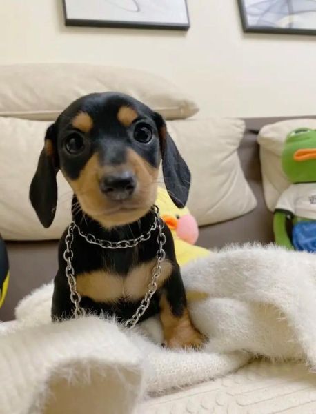 腊肠犬多少钱啊,腊肠犬价格