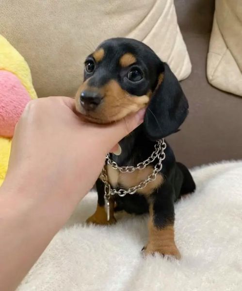 腊肠犬多少钱啊,腊肠犬价格