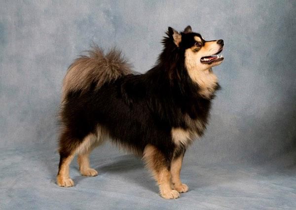 芬兰猎犬属于什么档次,芬兰猎犬是什么品种