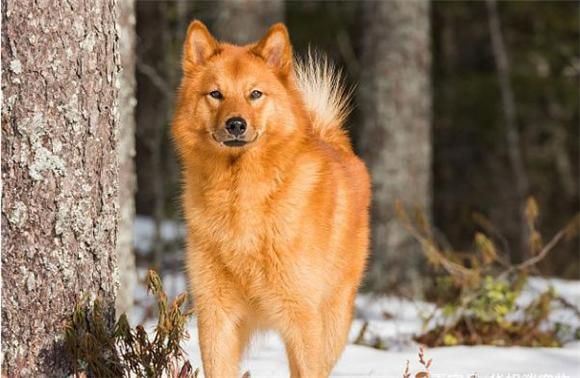 芬兰猎犬属于什么档次,芬兰猎犬是什么品种
