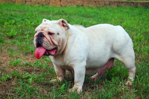 英牛犬视频,英牛犬图片大全大图