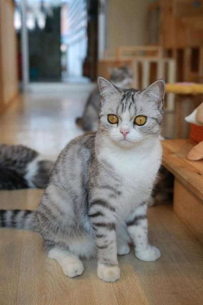 适合懒人养的猫有哪些,适合懒人养的猫咪